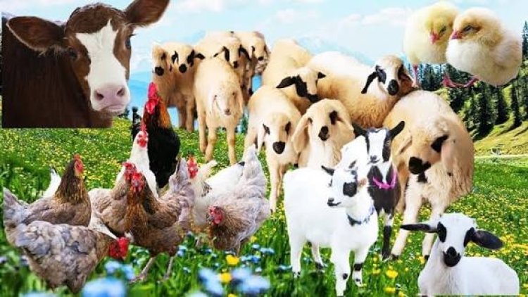 لليوم الثلاثاء..أسعار المواشي بأنواعه والدواجن والاعلاف بعدن