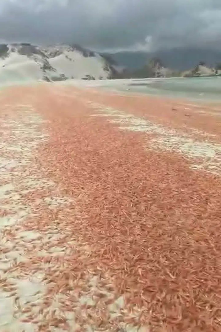 سقطرى ..نفوق الربيان على شواطى الجزيرة وسط تحذيرات بيئية