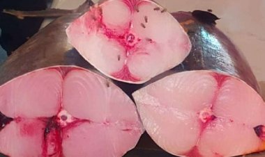 اسعار السمك في عدن لليوم السبت