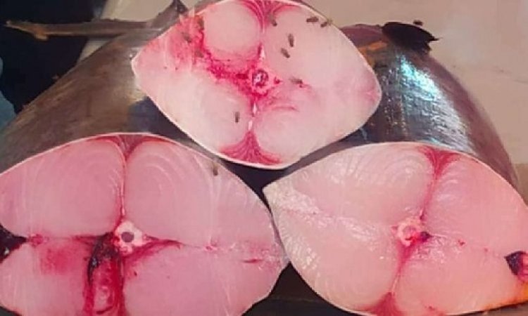 اسعار السمك في عدن لليوم السبت