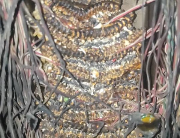 مدير إدارة خدمات المشتركين لسنترال المنصورة .. حرمان 600 شخص من خدمة الاتصالات بسبب الإهمال واللامبالاة