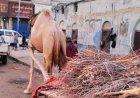 عودة نشاط بائعي الحطب في العاصمة عدن بسبب أزمة الغاز المنزلي