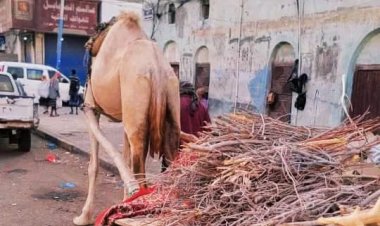 عودة نشاط بائعي الحطب في العاصمة عدن بسبب أزمة الغاز المنزلي