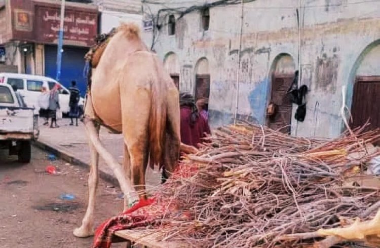 عودة نشاط بائعي الحطب في العاصمة عدن بسبب أزمة الغاز المنزلي